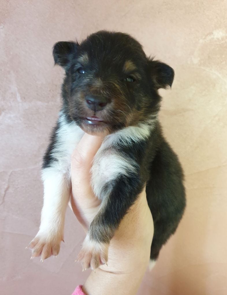 du Domaine des Sentinelles - Chiots disponibles - Shetland Sheepdog