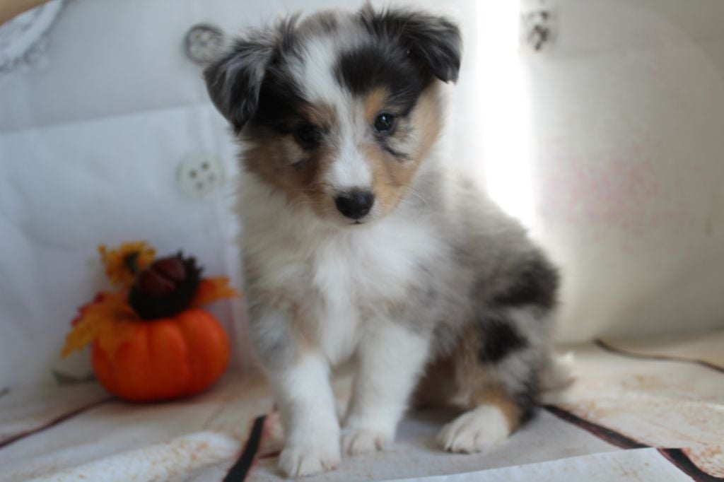 du Domaine des Sentinelles - Shetland Sheepdog - Portée née le 13/10/2020