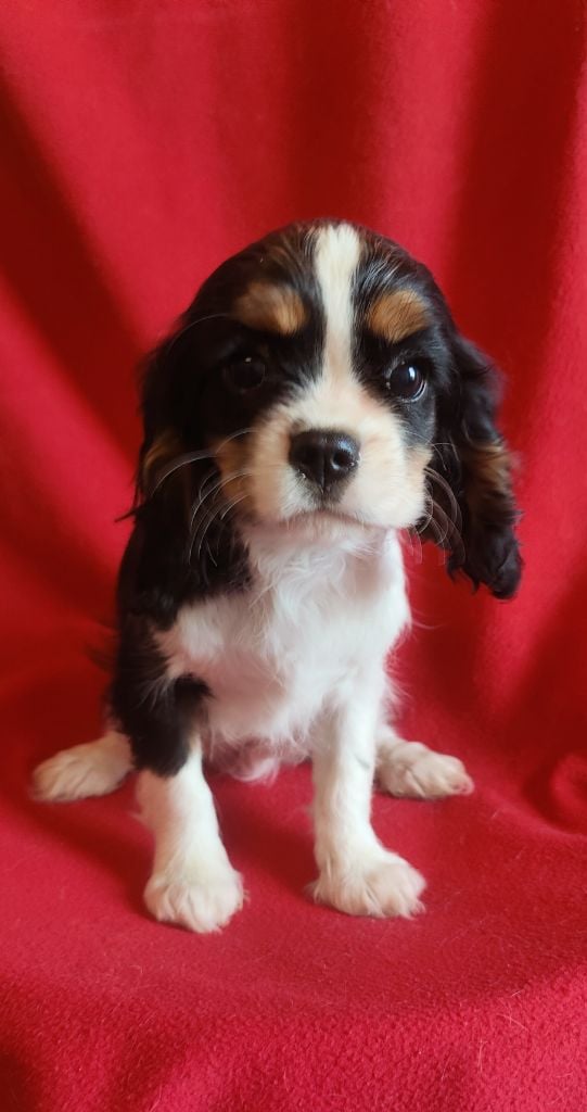 Du Souvenir Des Dicks - Chiots disponibles - Cavalier King Charles Spaniel