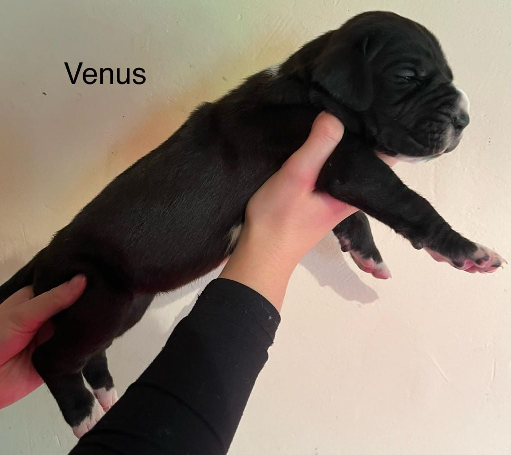 De La Drague D'Athies - Chiots disponibles - Dogue allemand