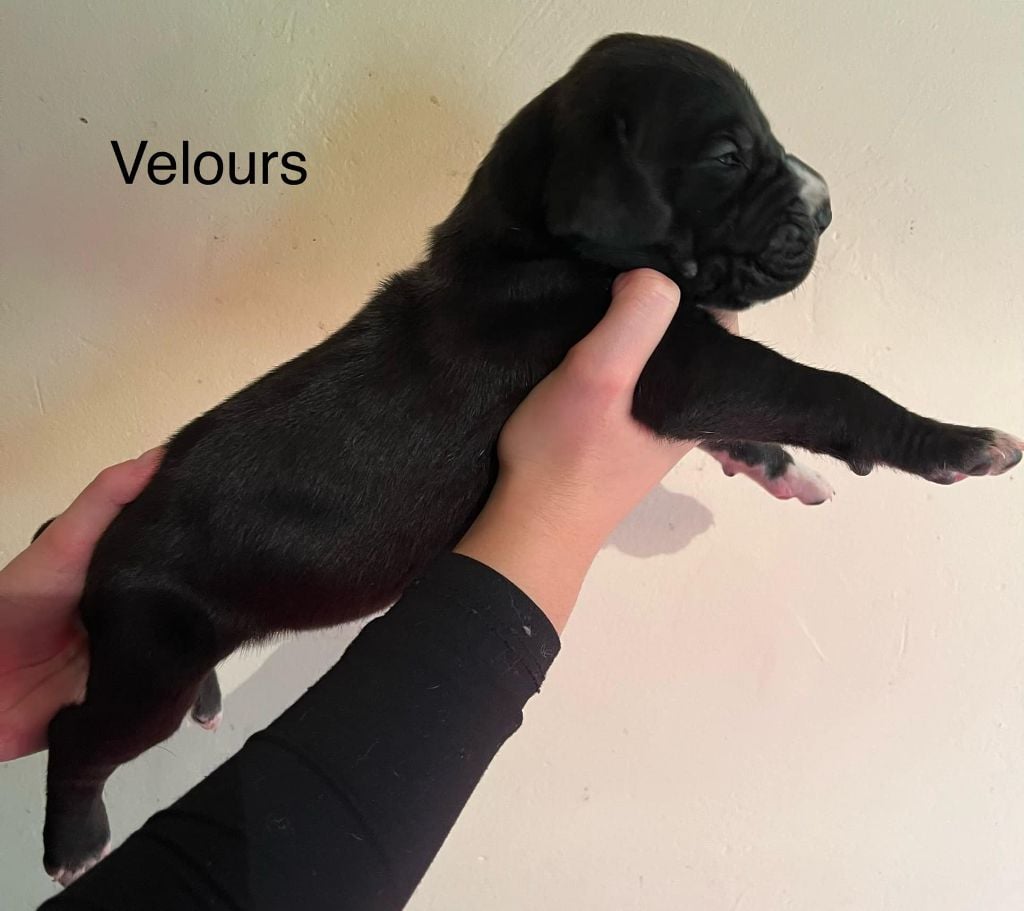 De La Drague D'Athies - Chiots disponibles - Dogue allemand