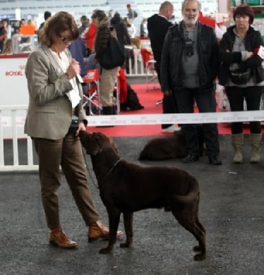 Du Chateau De Bigny - CACIB POITIERS 2011