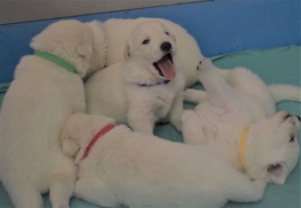 Du mas de la fresnay - Berger Blanc Suisse - Portée née le 04/08/2022