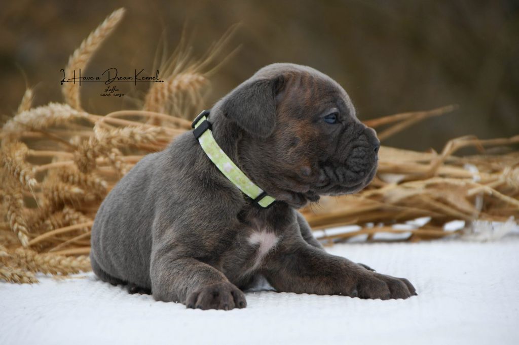 I have a dream - Chiots disponibles - Cane Corso