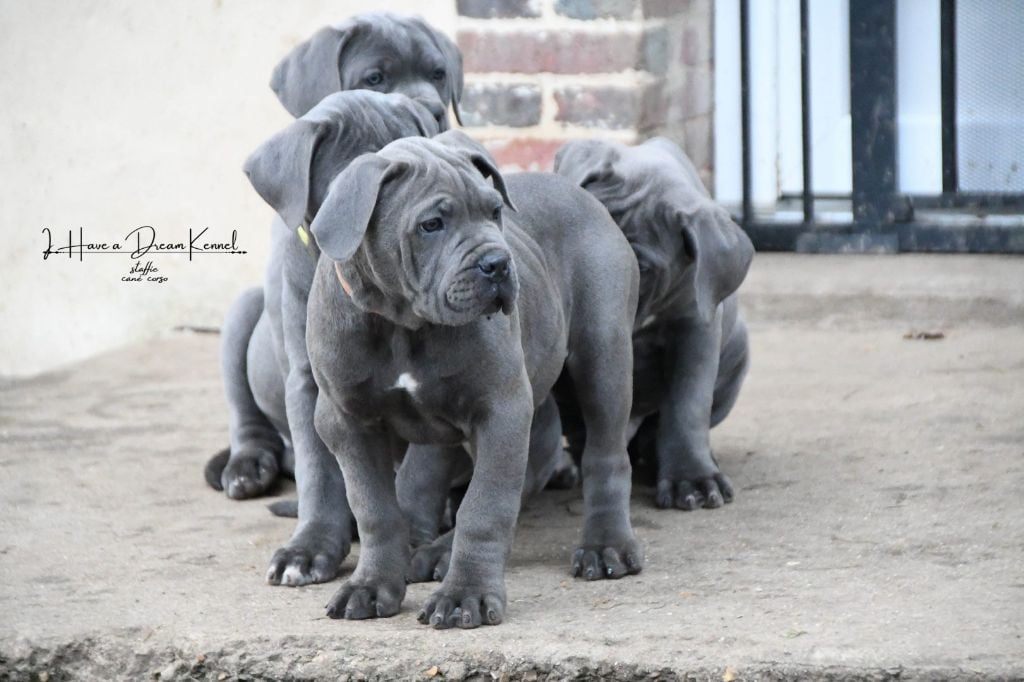 I have a dream - Chiots disponibles - Cane Corso