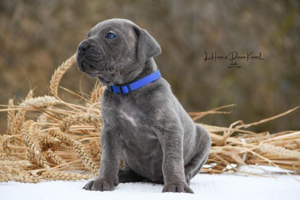 I have a dream - Chiots disponibles - Cane Corso