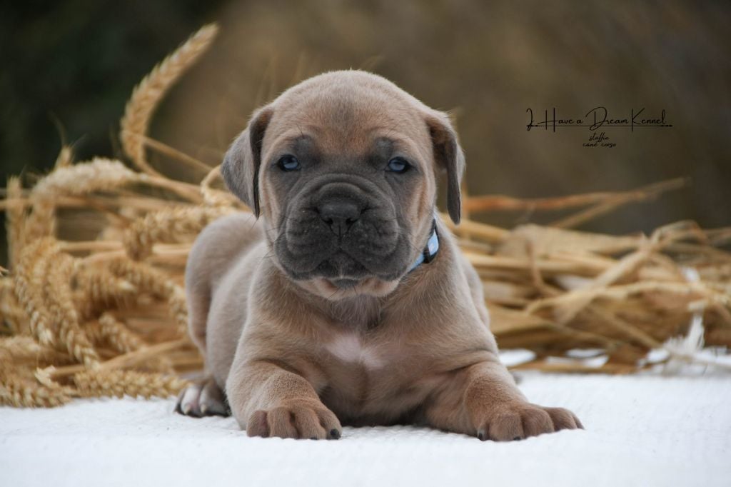 Chiot Cane Corso I have a dream