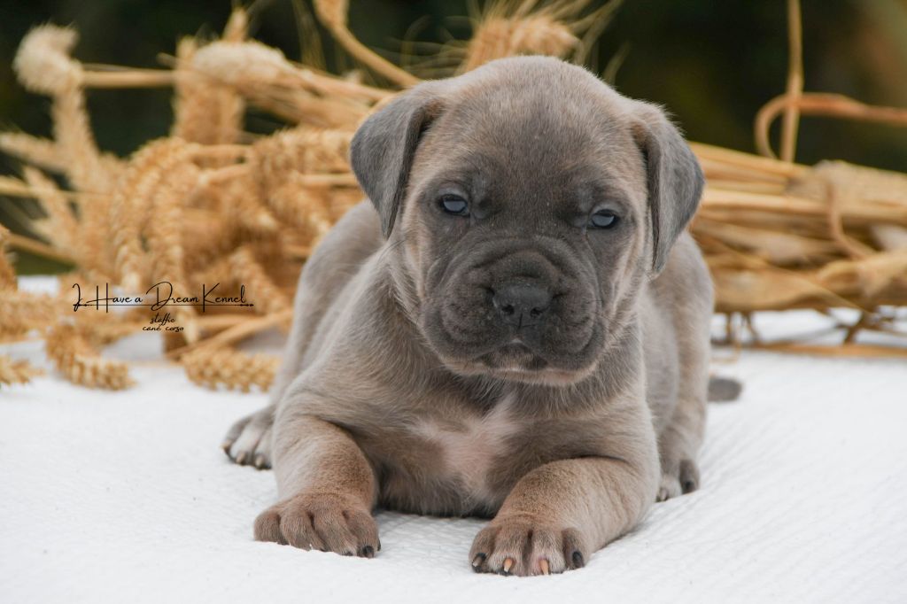 I have a dream - Chiots disponibles - Cane Corso