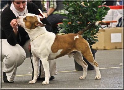 Briston Legend - CACIB Fribourg (Suisse)