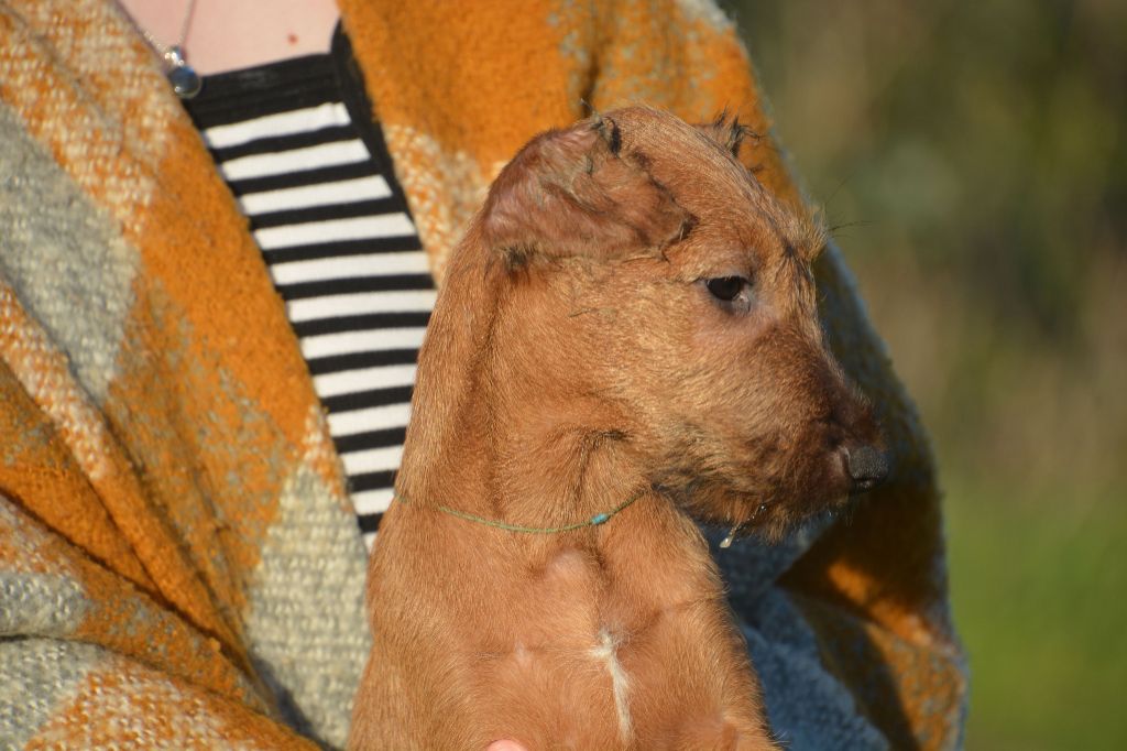 Chiot Irish Terrier D'imyrrha