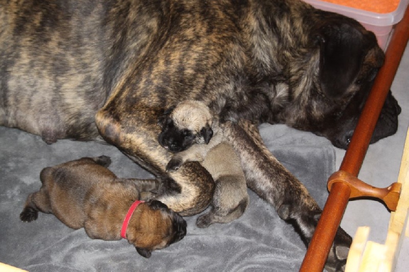 De L'Arche De Jovie - Mastiff - Portée née le 06/08/2015