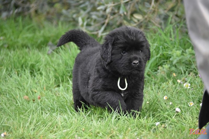 De La Terre De Neaure - Chiots disponibles - Terre-neuve