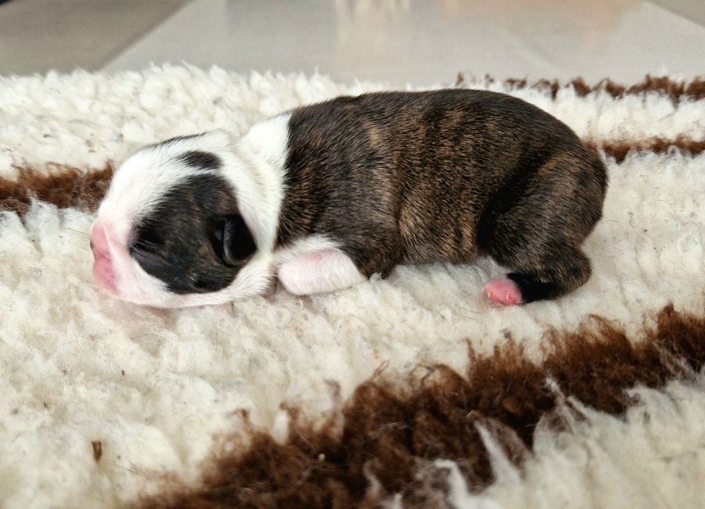 le Jardin Des Vignes - Chiots disponibles - Boston Terrier