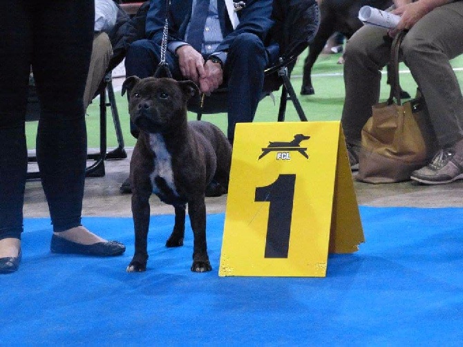 Diamond Stafford - 92th international Dog Show du Luxembourg :