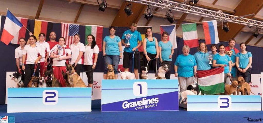 Diamond Stafford - Championnat du monde Flyball 2018