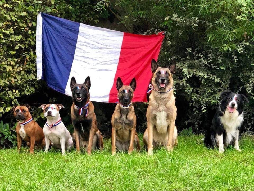 Diamond Stafford - Championnat d Europe de flyball à Sopot en Pologne