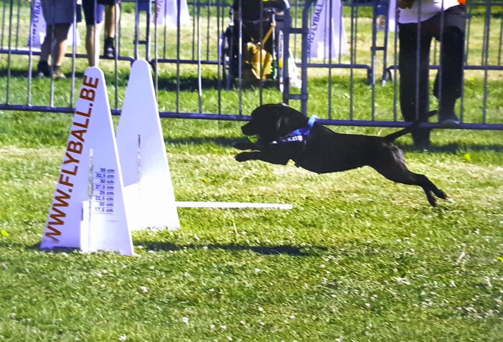 Diamond Stafford - Championnat d Europe de flyball 2017