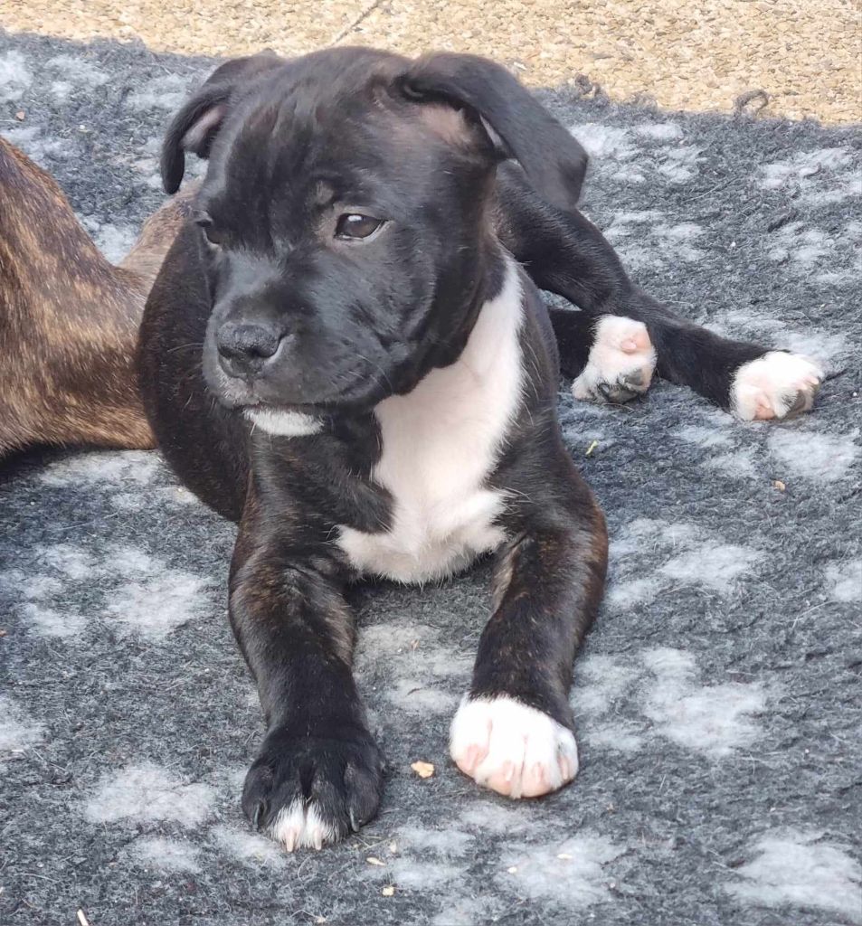 Diamond Stafford - Chiots disponibles - Staffordshire Bull Terrier