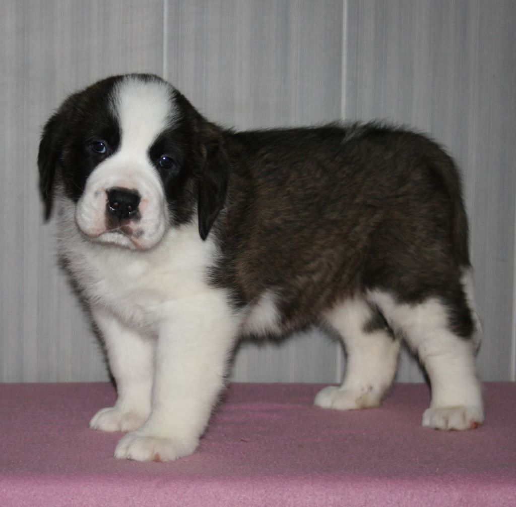 des joly monts de villers - Chien du Saint-Bernard - Portée née le 06/12/2018