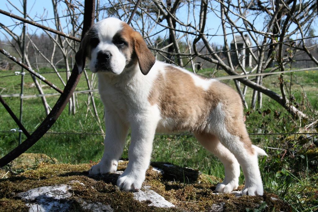 des joly monts de villers - Chien du Saint-Bernard - Portée née le 10/02/2017