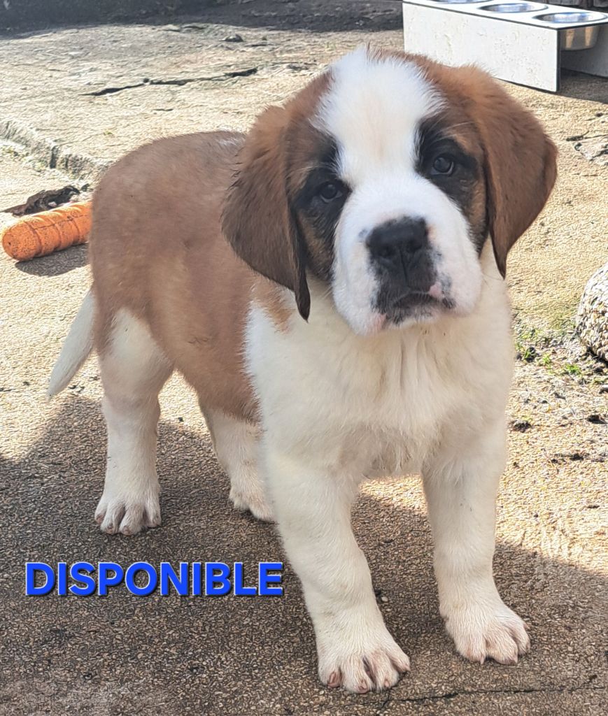 des joly monts de villers - Chiots disponibles - Chien du Saint-Bernard