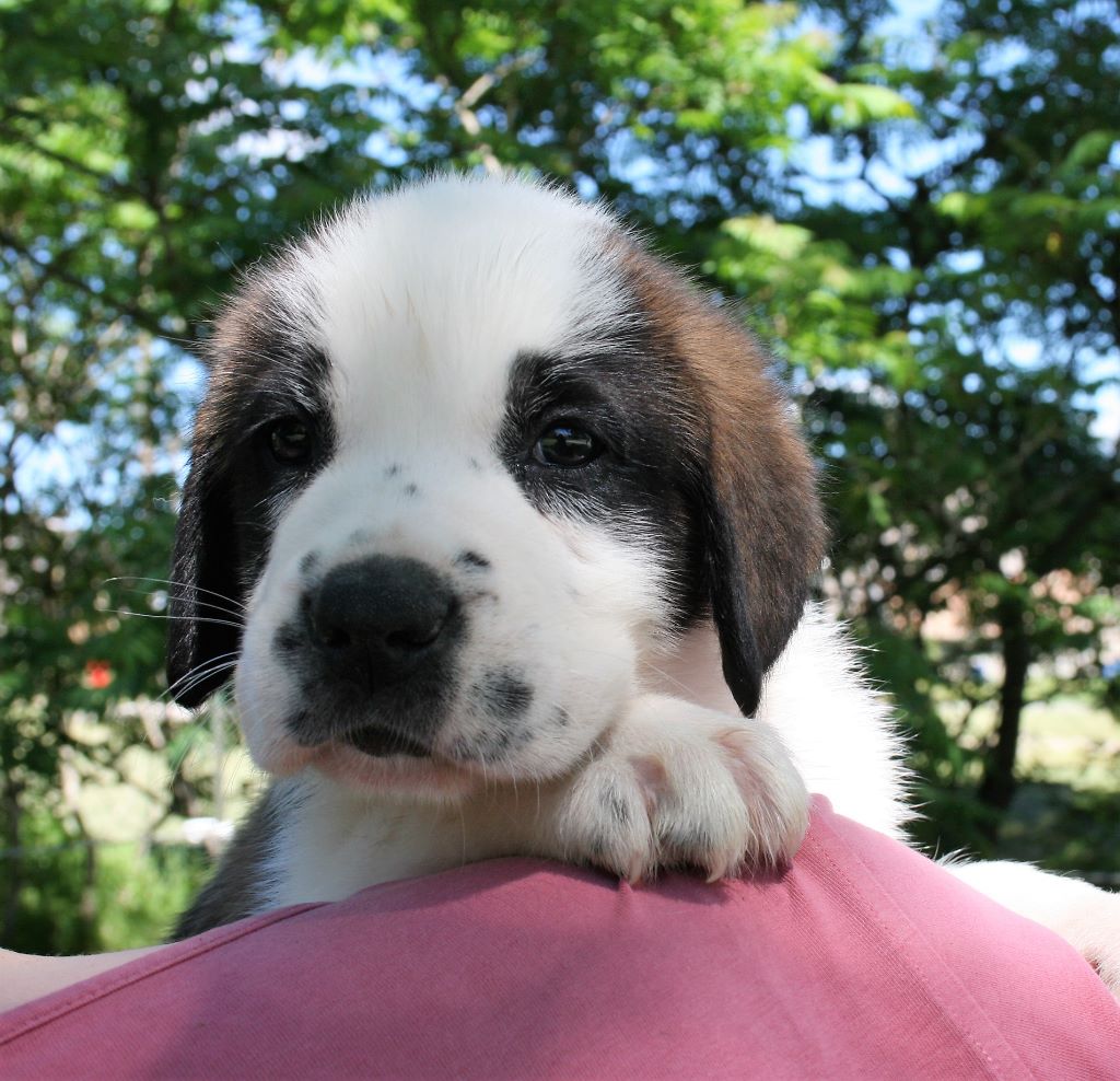 des joly monts de villers - Chien du Saint-Bernard - Portée née le 30/04/2017