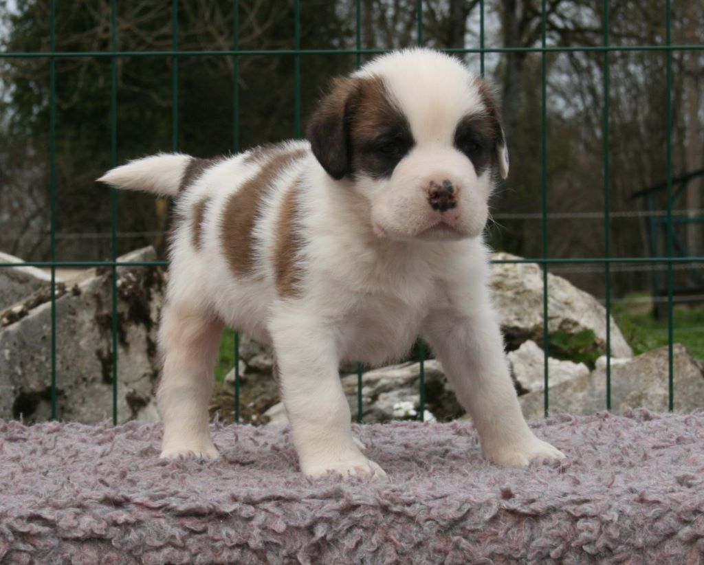 des joly monts de villers - Chien du Saint-Bernard - Portée née le 08/03/2018