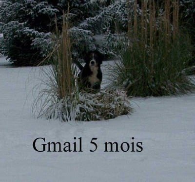 Du Chemin De La Morelie - GMAIL 