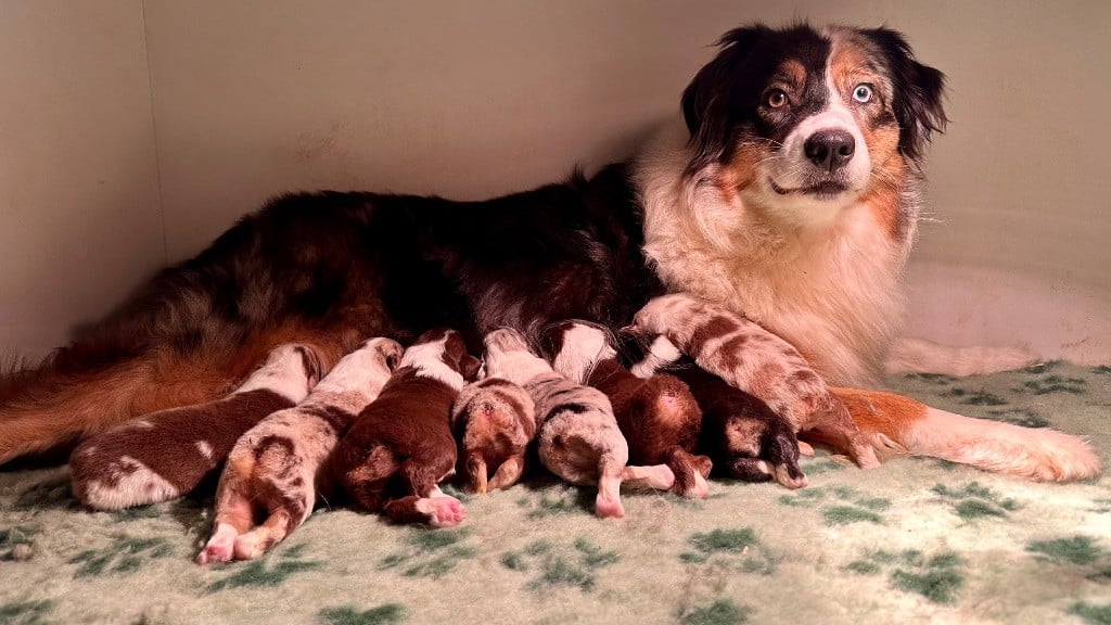 Chiot Berger Australien Di Bellu Soniu