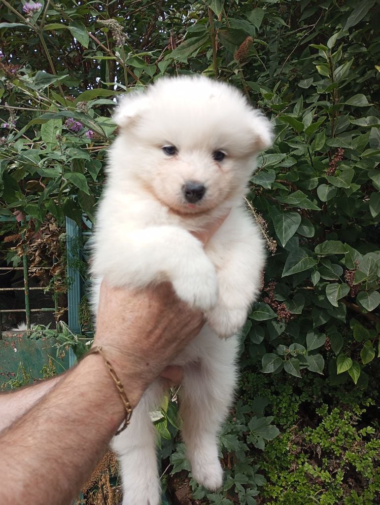 Chiots Samoyede