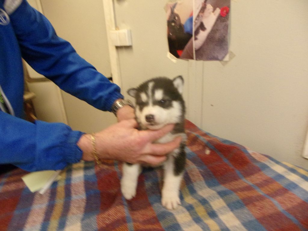 Du Domaine De L'arche De Noe - Alaskan Malamute - Portée née le 26/10/2023