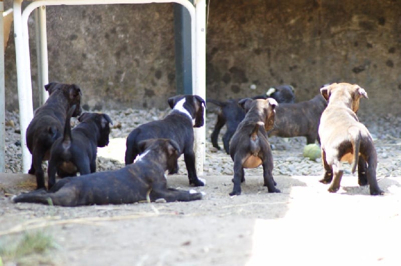 The Little English Bull - Staffordshire Bull Terrier - Portée née le 25/05/2015