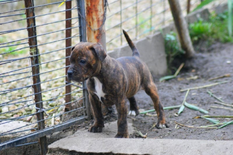 The Little English Bull - Staffordshire Bull Terrier - Portée née le 27/09/2014