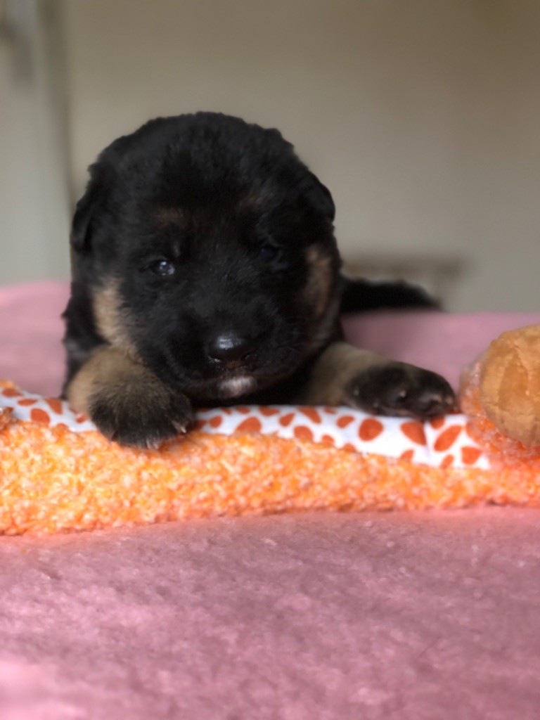 Du Territoire Des Anges - Chiots disponibles - Berger Allemand