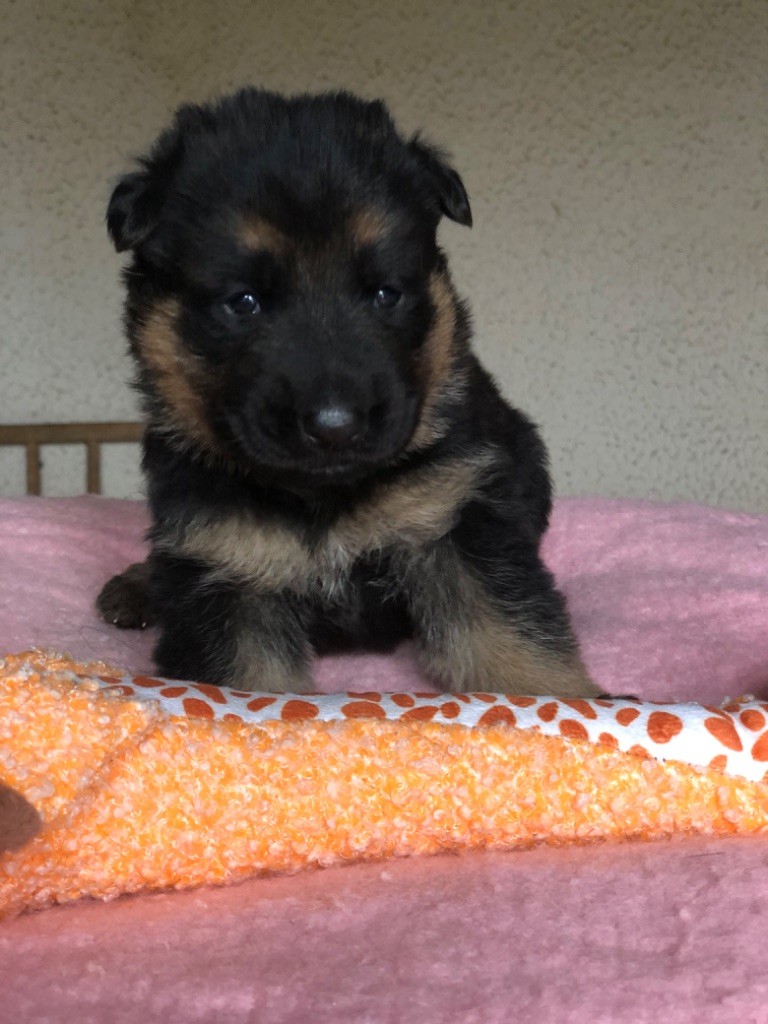 Du Territoire Des Anges - Chiots disponibles - Berger Allemand