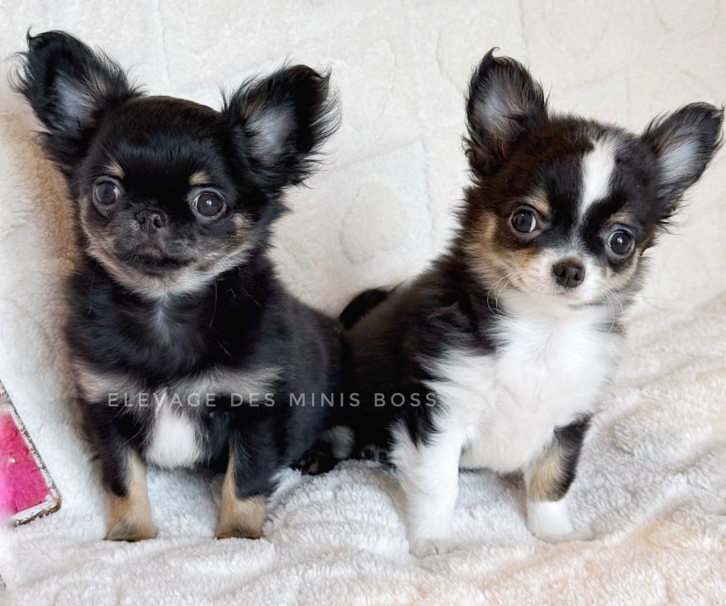 Chiot Chihuahua Des Minis Boss