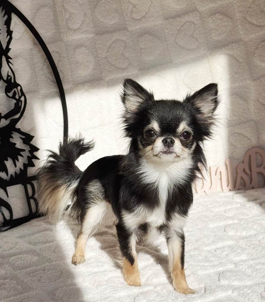 Des Minis Boss - Chiots disponibles - Chihuahua