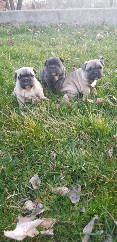 Chiots de Igor callun et de maléfique du sentier des oliviers 