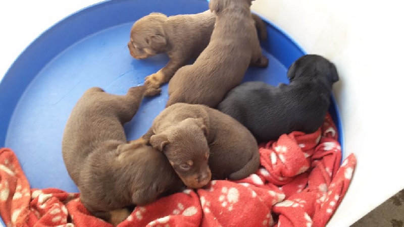 Des Marais De L'Essonne - Terrier de chasse allemand - Portée née le 15/06/2015