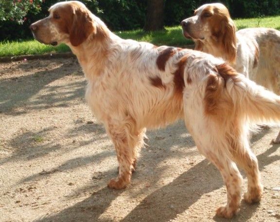 Des Fougères Aux Longs Becs - Le père des chiots