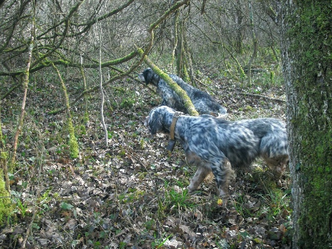 Des Bruyères Aux Mordorées - sortie photo 28 février 2015 dans le CHER