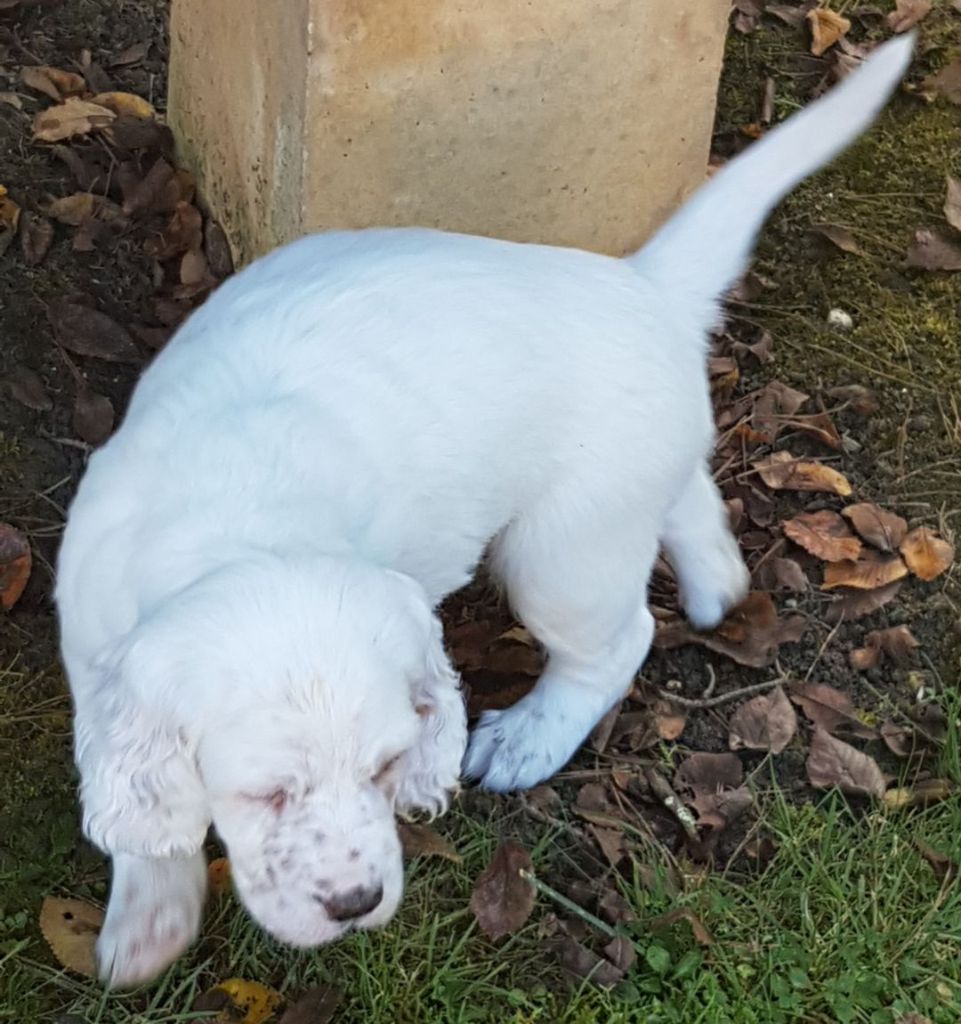  VENDS 1 chiot male lemon très clair   fils de NOX DE CAZAOUS