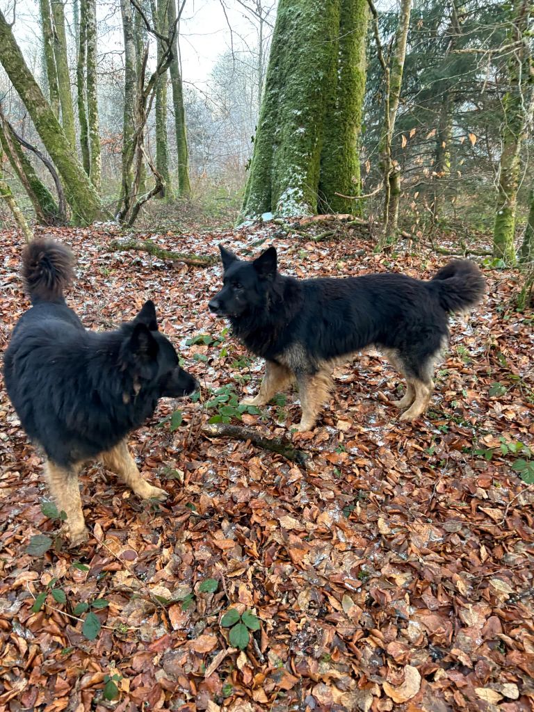 2 Berger Allemand poil long à replacer