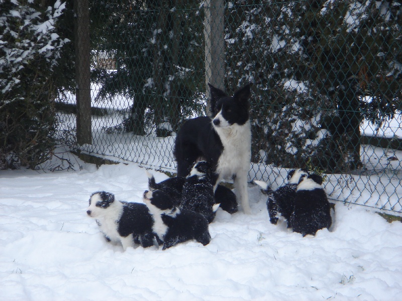 De La Vallée Des Quatre Griffes - Border Collie - Portée née le 01/01/2012