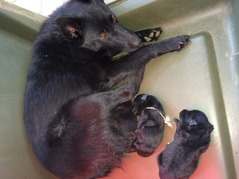 De La Vallée Des Quatre Griffes - Schipperke - Portée née le 12/03/2014