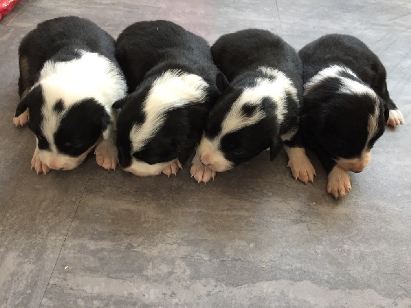 De La Vallée Des Quatre Griffes - Border Collie - Portée née le 29/09/2016