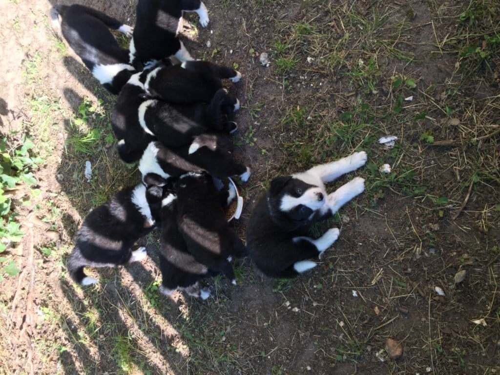 De La Vallée Des Quatre Griffes - Border Collie - Portée née le 15/05/2018