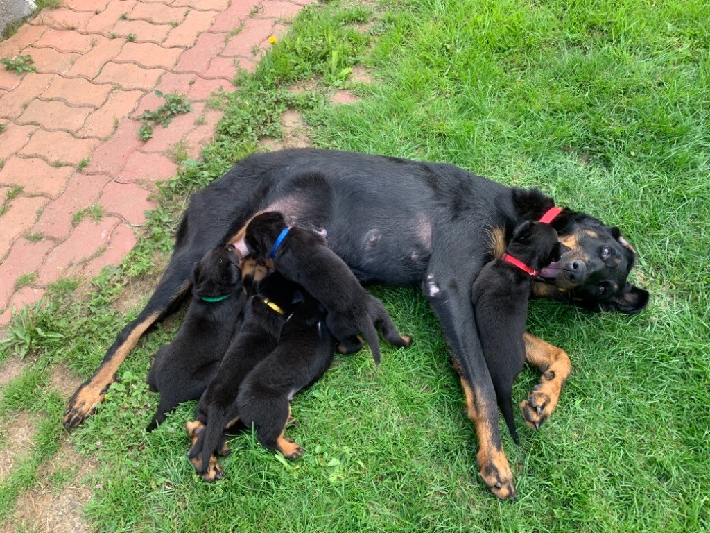 Chiot Berger de Beauce De La Vallée Des Quatre Griffes