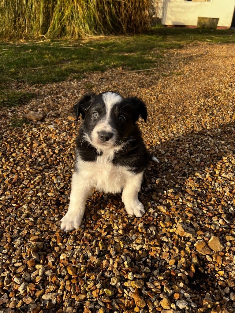 De La Vallée Des Quatre Griffes - Chiots disponibles - Border Collie