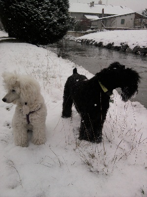 Des Diablotins De L'Ozon - FURSTY S'ECLATE DANS LA NEIGE !!!